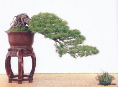 五葉松 Pinus morrisonicola