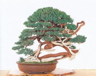 偃柏 juniperus chinensis